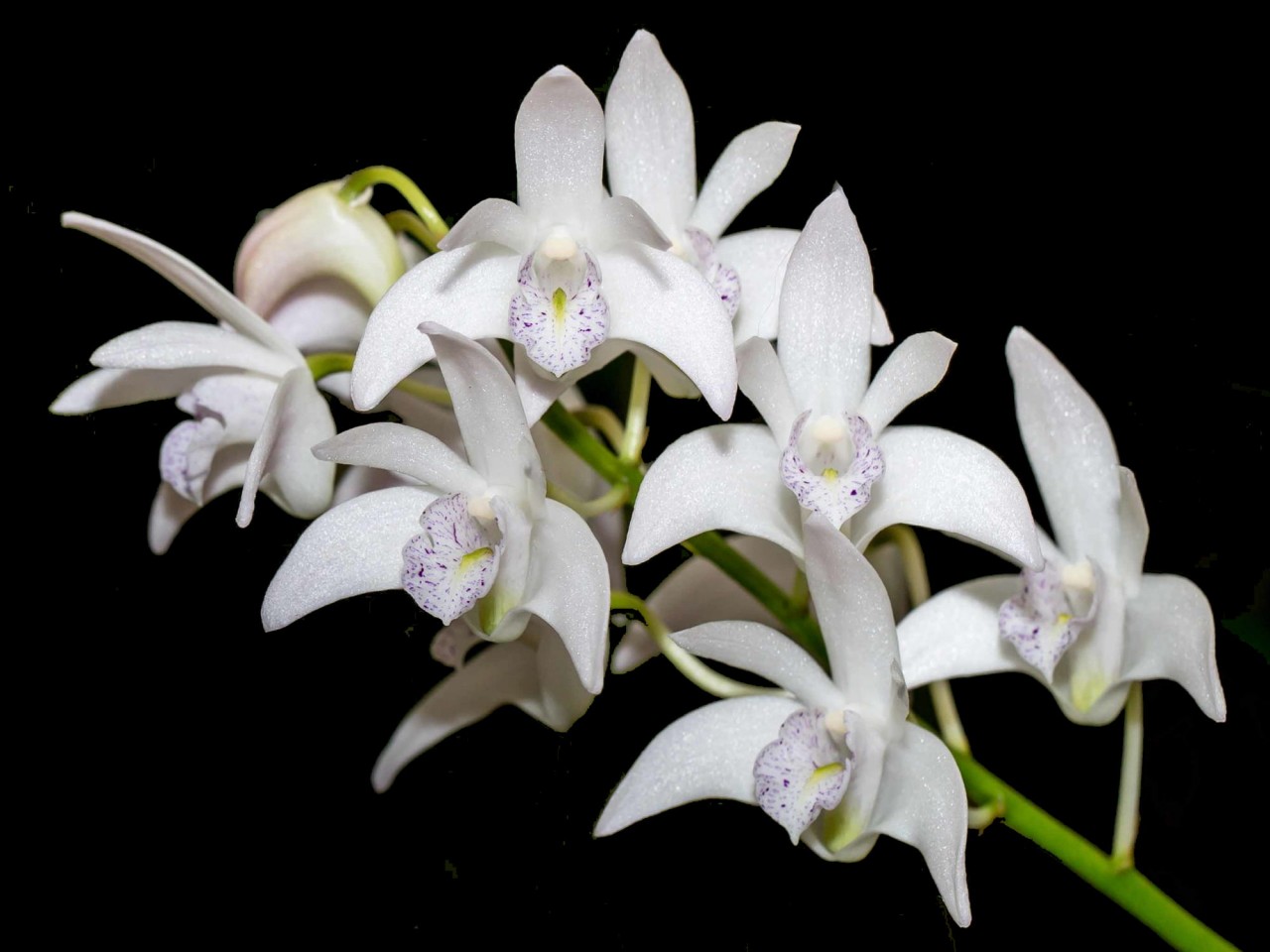 Dendrobium delicatum