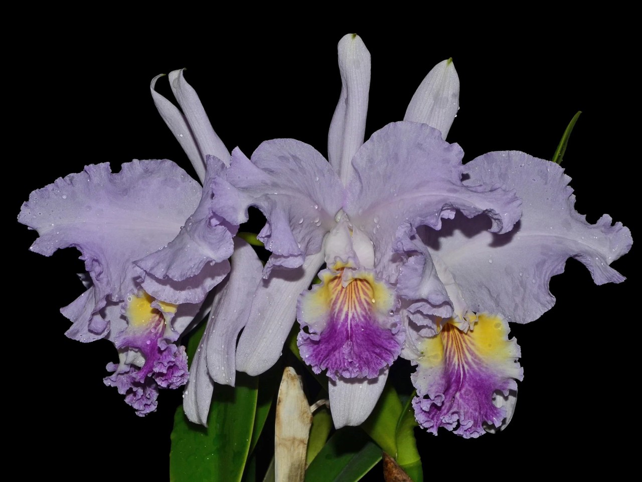 Cattleya lueddemanniana var. coerulea