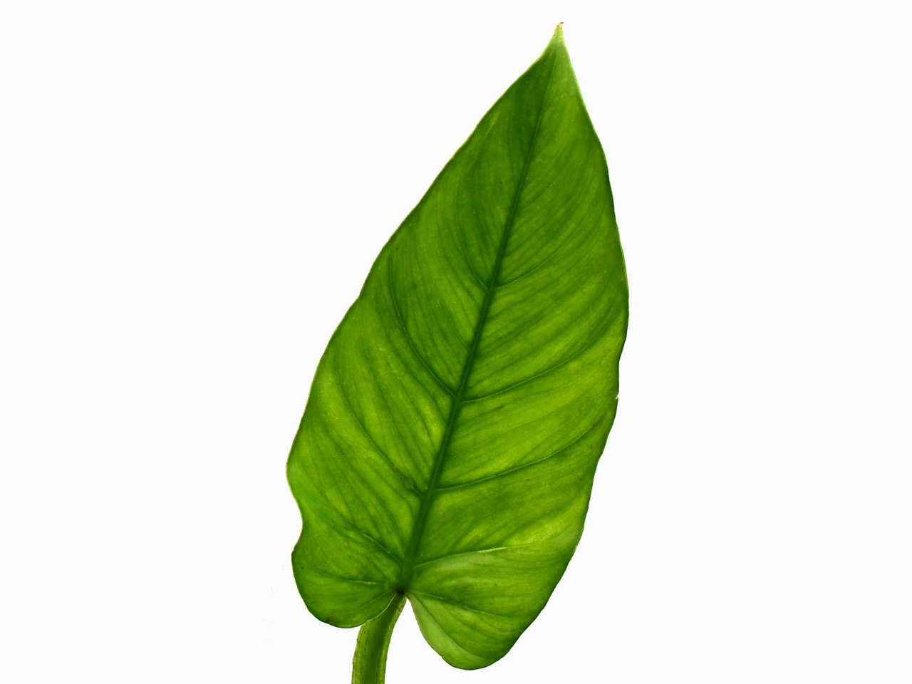 Philodendron ernestii