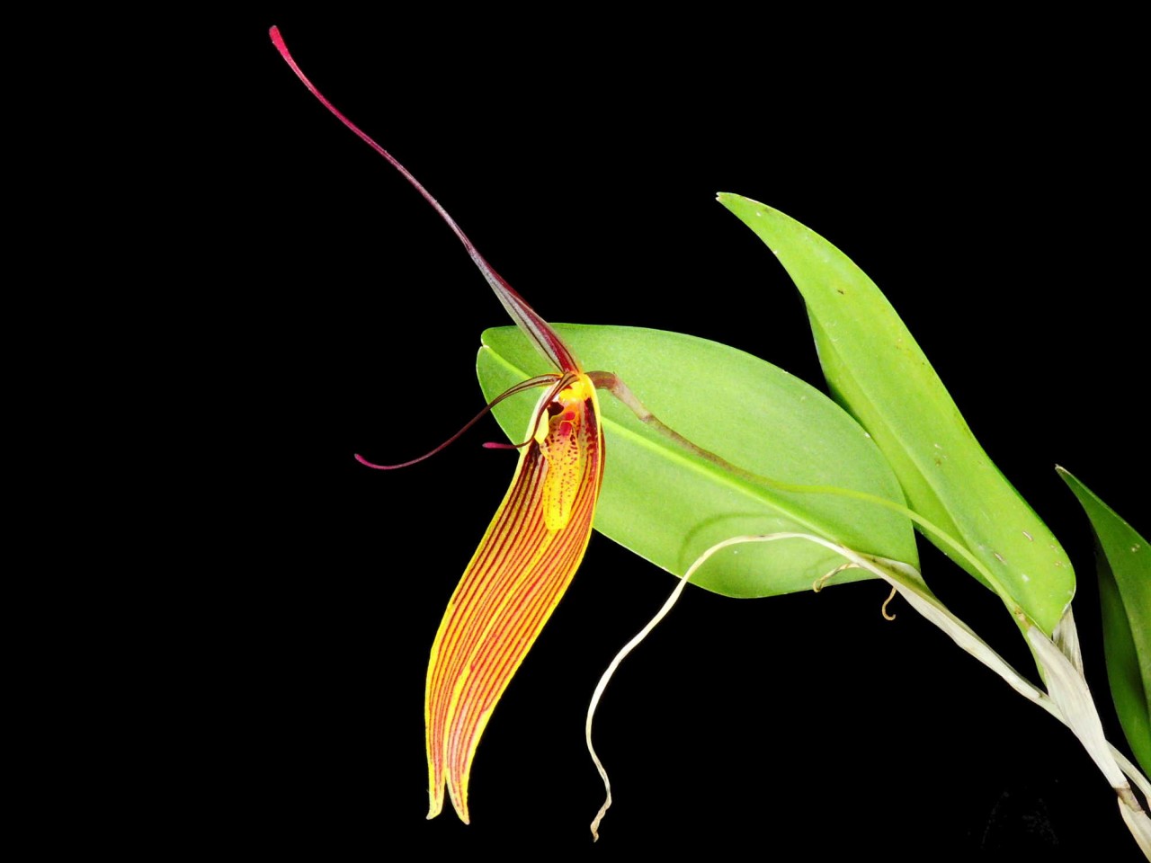 Restrepia antennifera 'Ecuagenera'