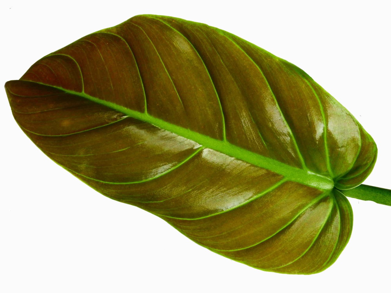 Philodendron subhastatum