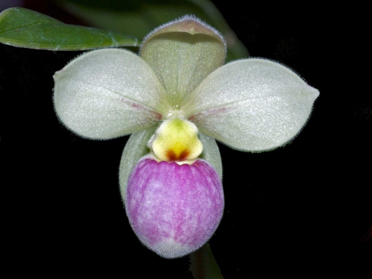 Phragmipedium manzurii