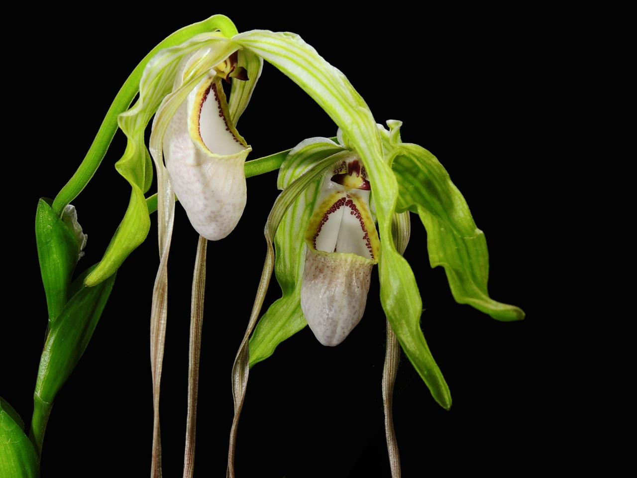 Phragmipedium wallisii