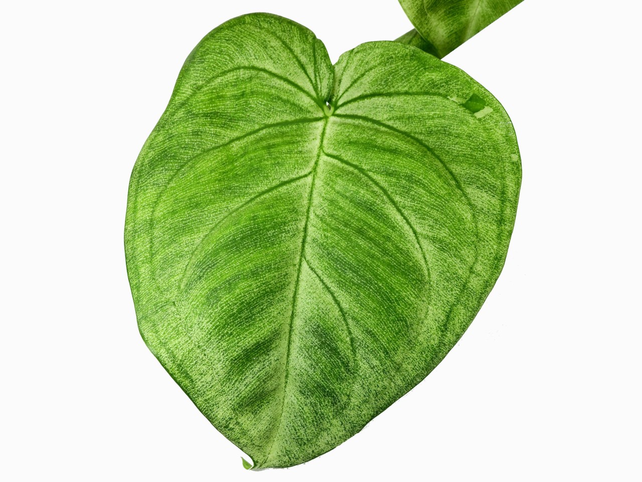 Syngonium macrophyllum 'Ice Frost'