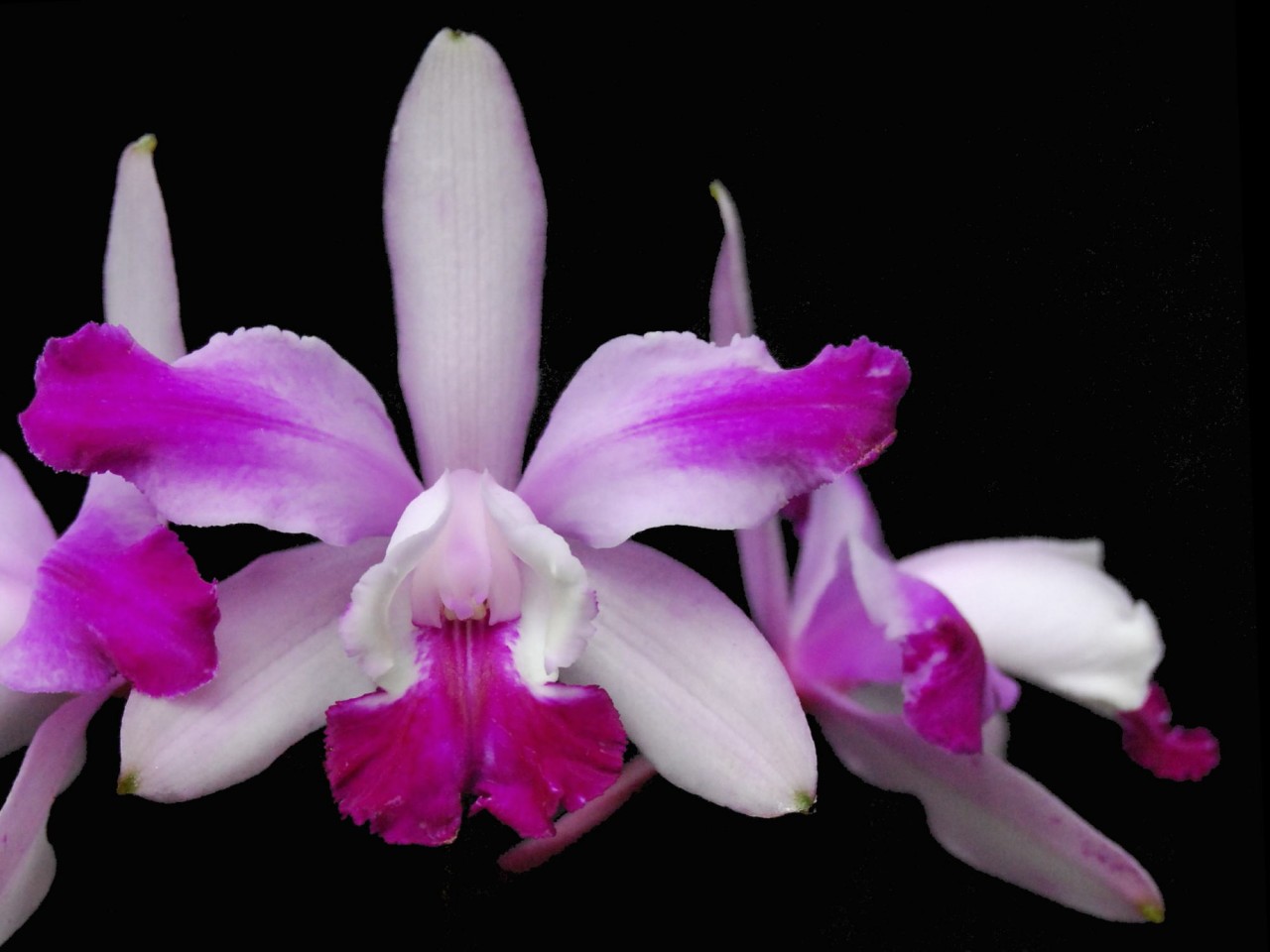 Cattleya intermedia var. aquinii