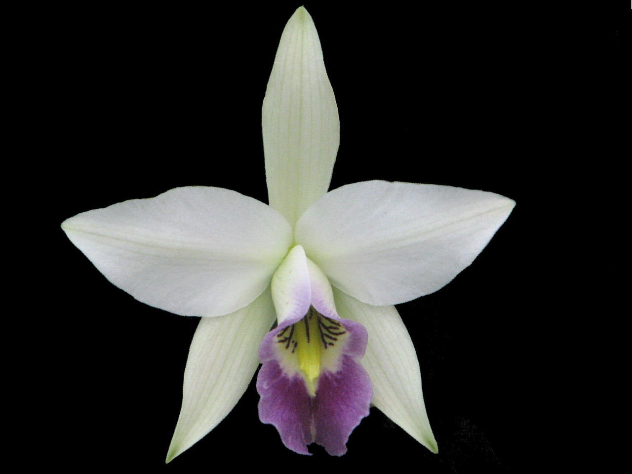 Laelia anceps var. Veitchiana