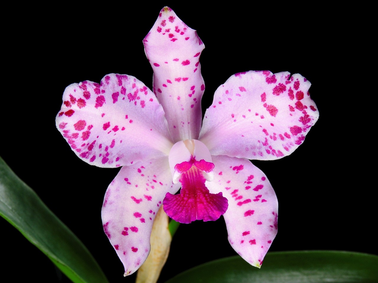 Cattleya amethystoglossa