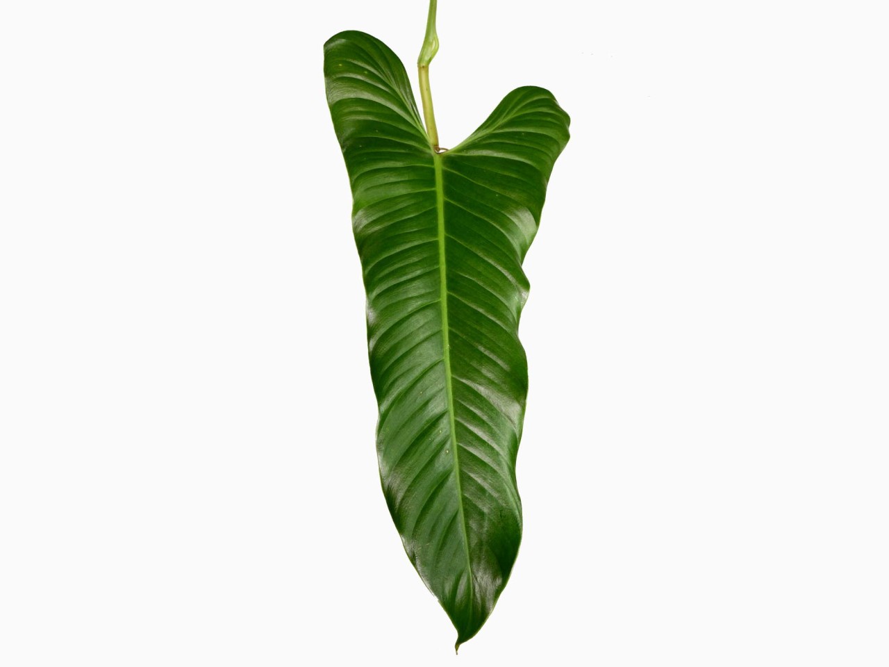 Philodendron deflexum