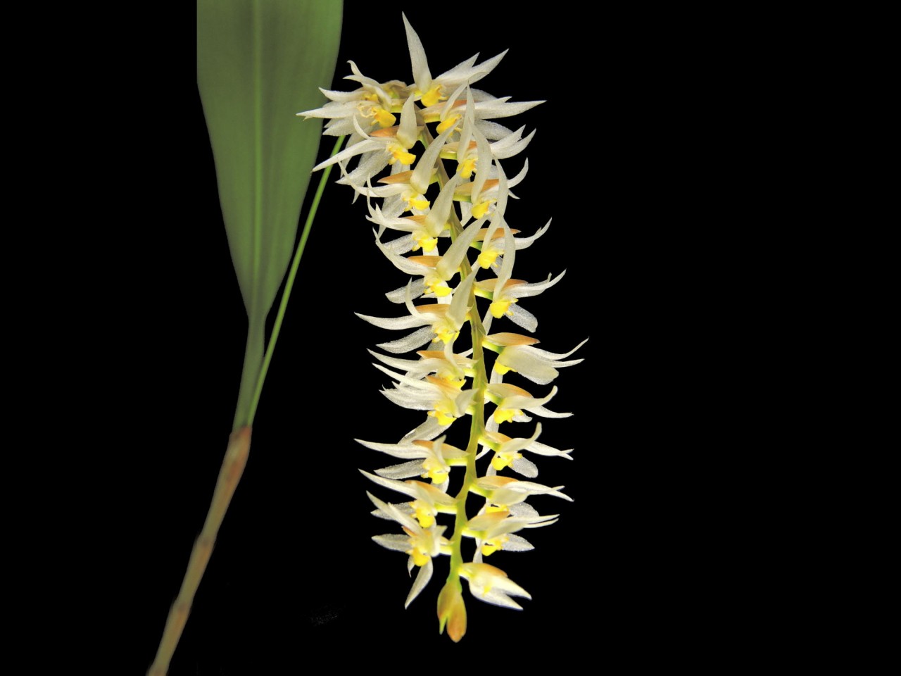 Dendrochilum glumaceum