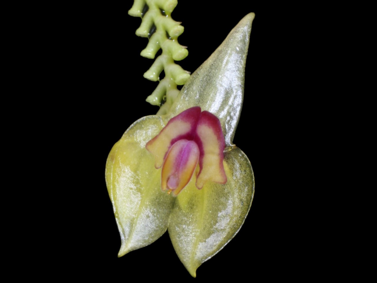 Lepanthes calliope