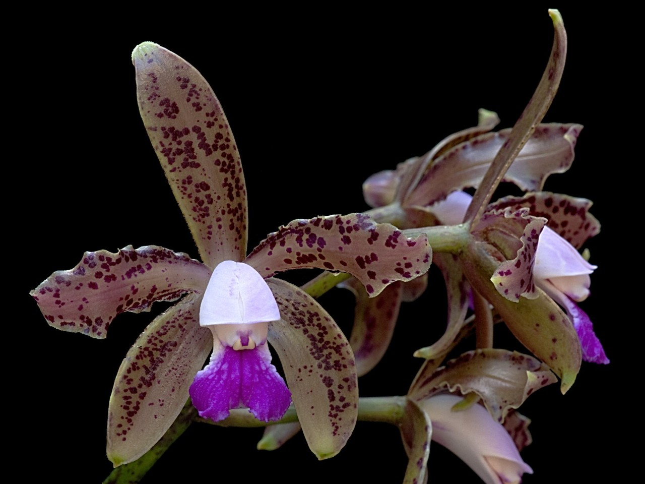 Cattleya guttata