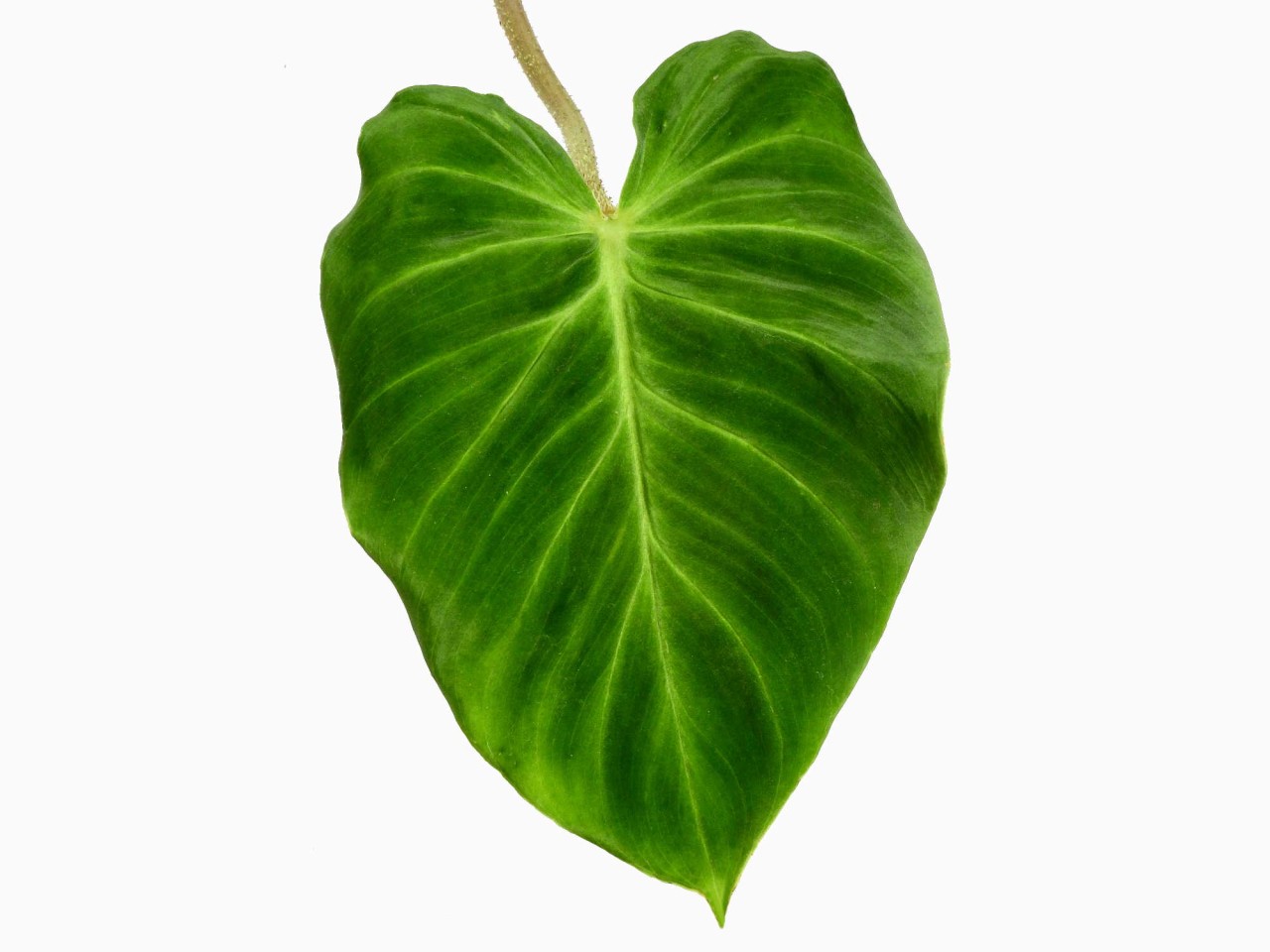 Philodendron verrucosum