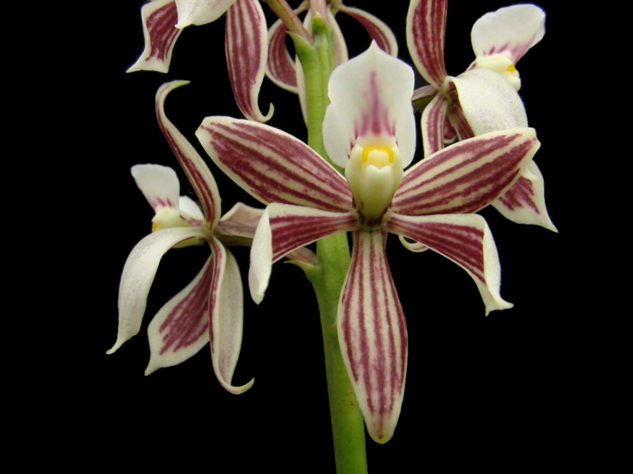 Encyclia faresiana OP