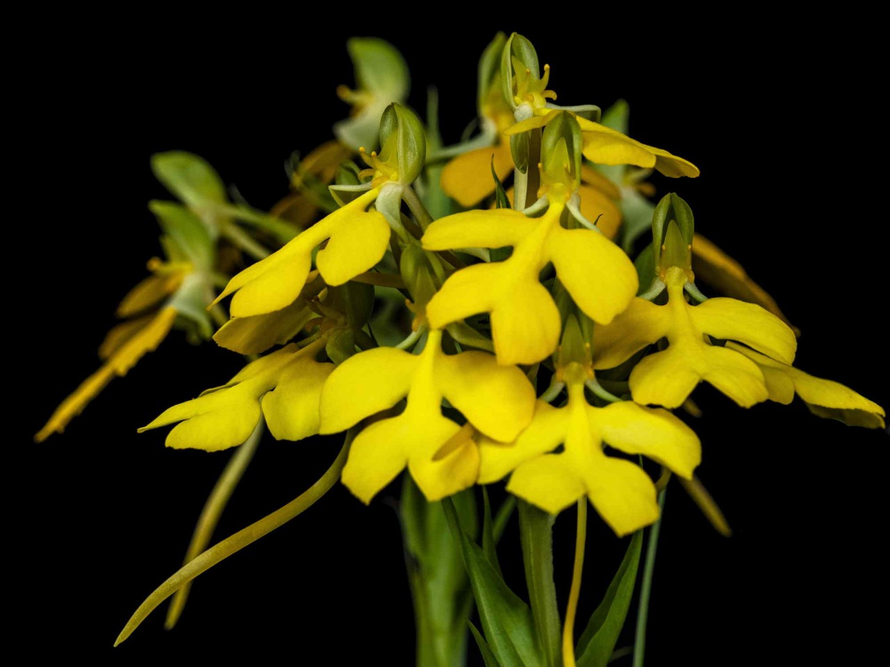 Habenaria rhodocheila 'Yellow'