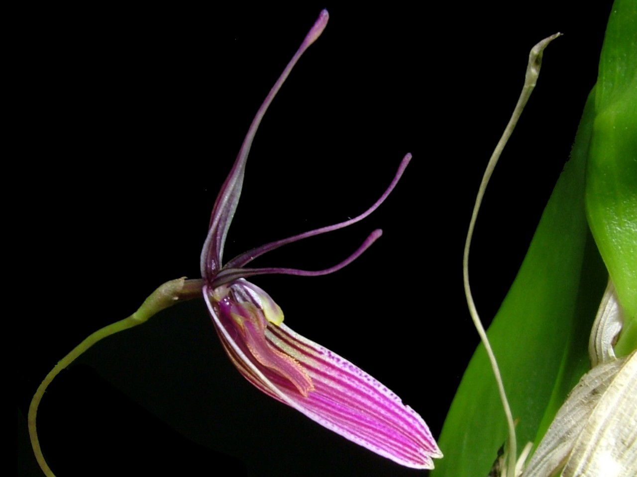 Restrepia purpurea