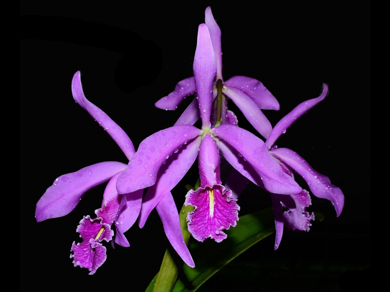 Cattleya maxima (Ecua 0244 x Ecua 0232)