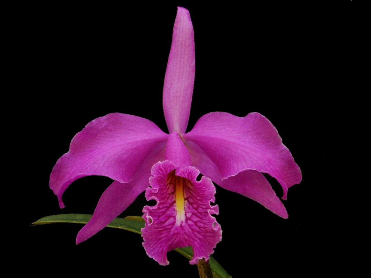 Cattleya maxima 'Didier'