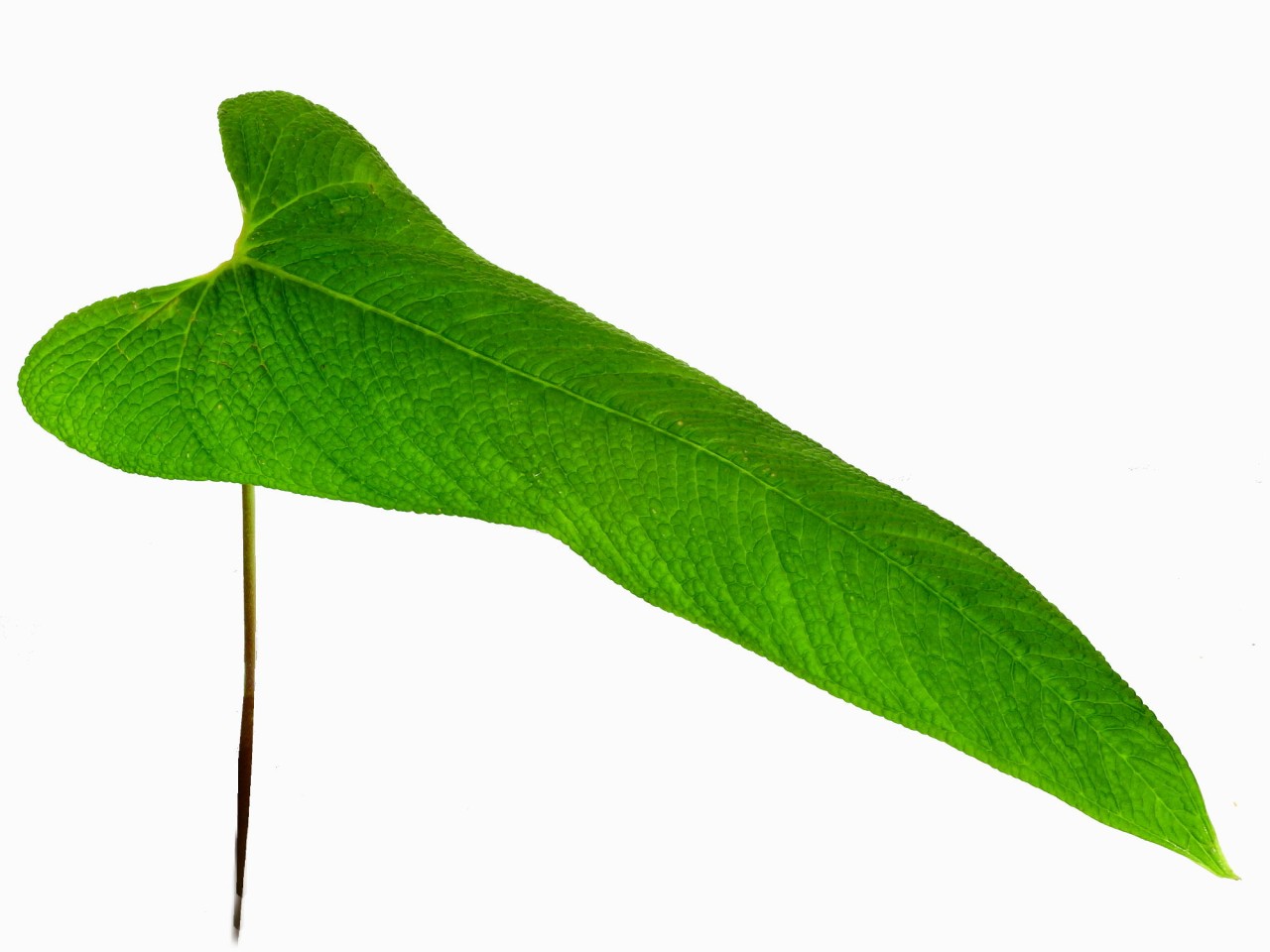 Anthurium bernalii