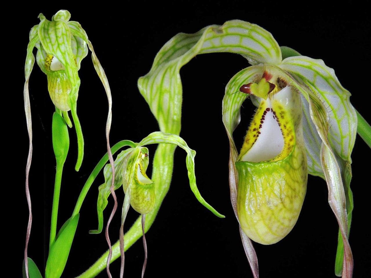 Phragmipedium caudatum var. giganteum 'Cusco'