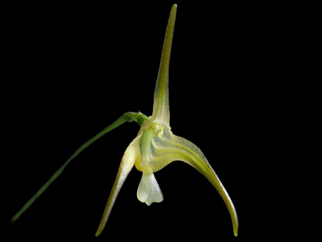 Porroglossum peruvianum