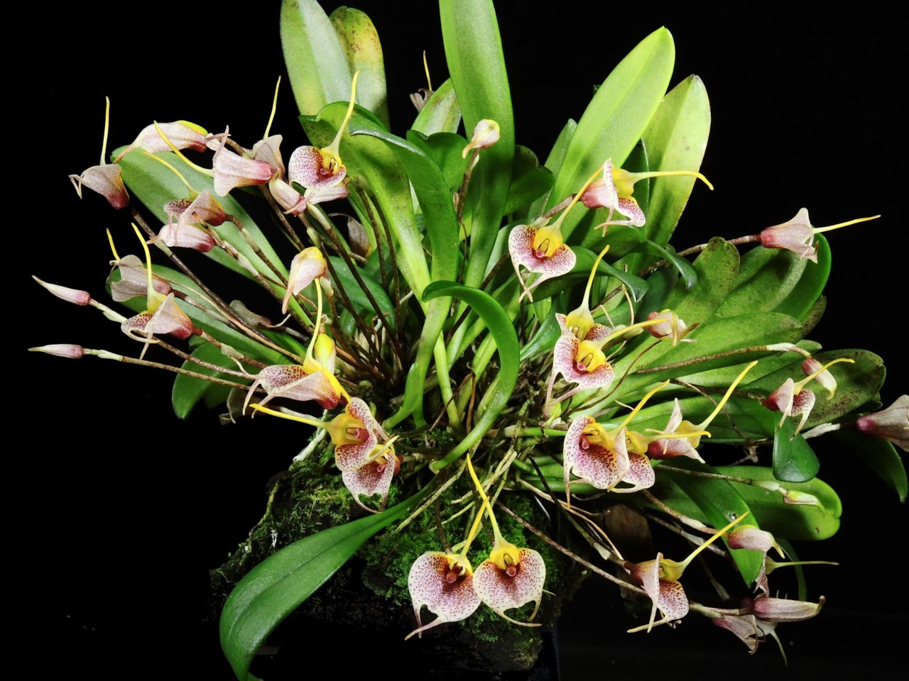 Masdevallia floribunda var, galeottiana