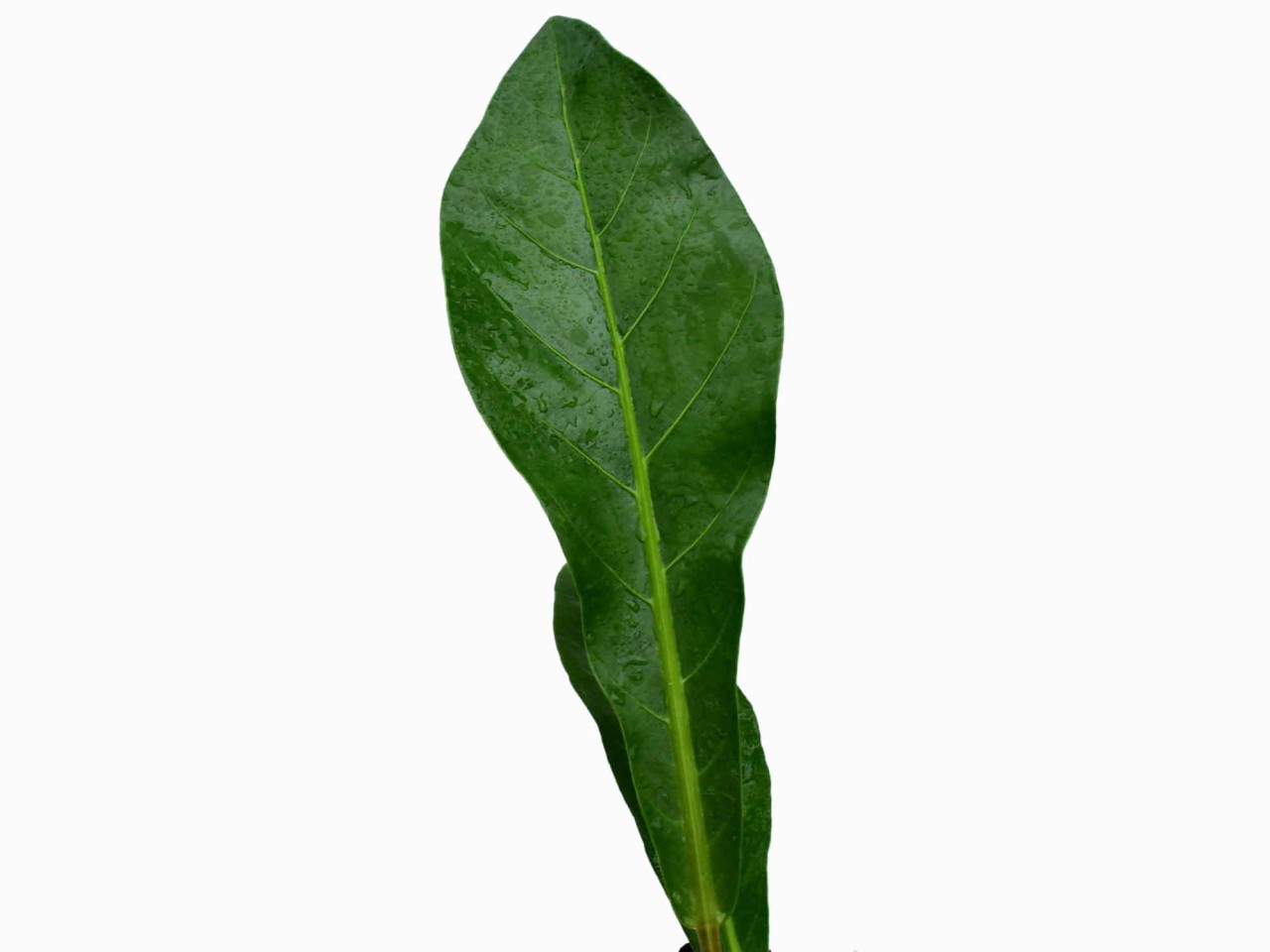 Anthurium cubense