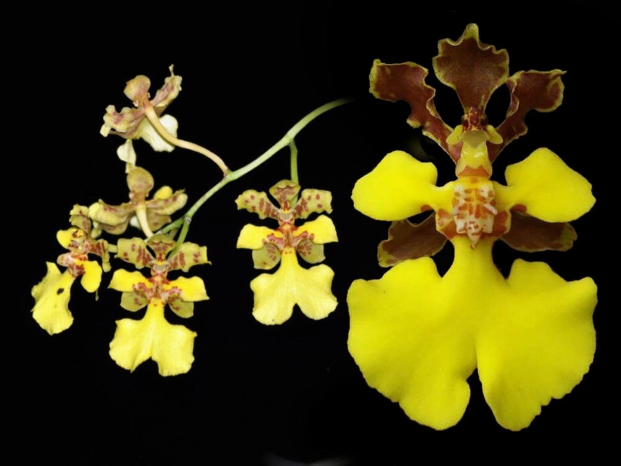 Oncidium cebolleta OP