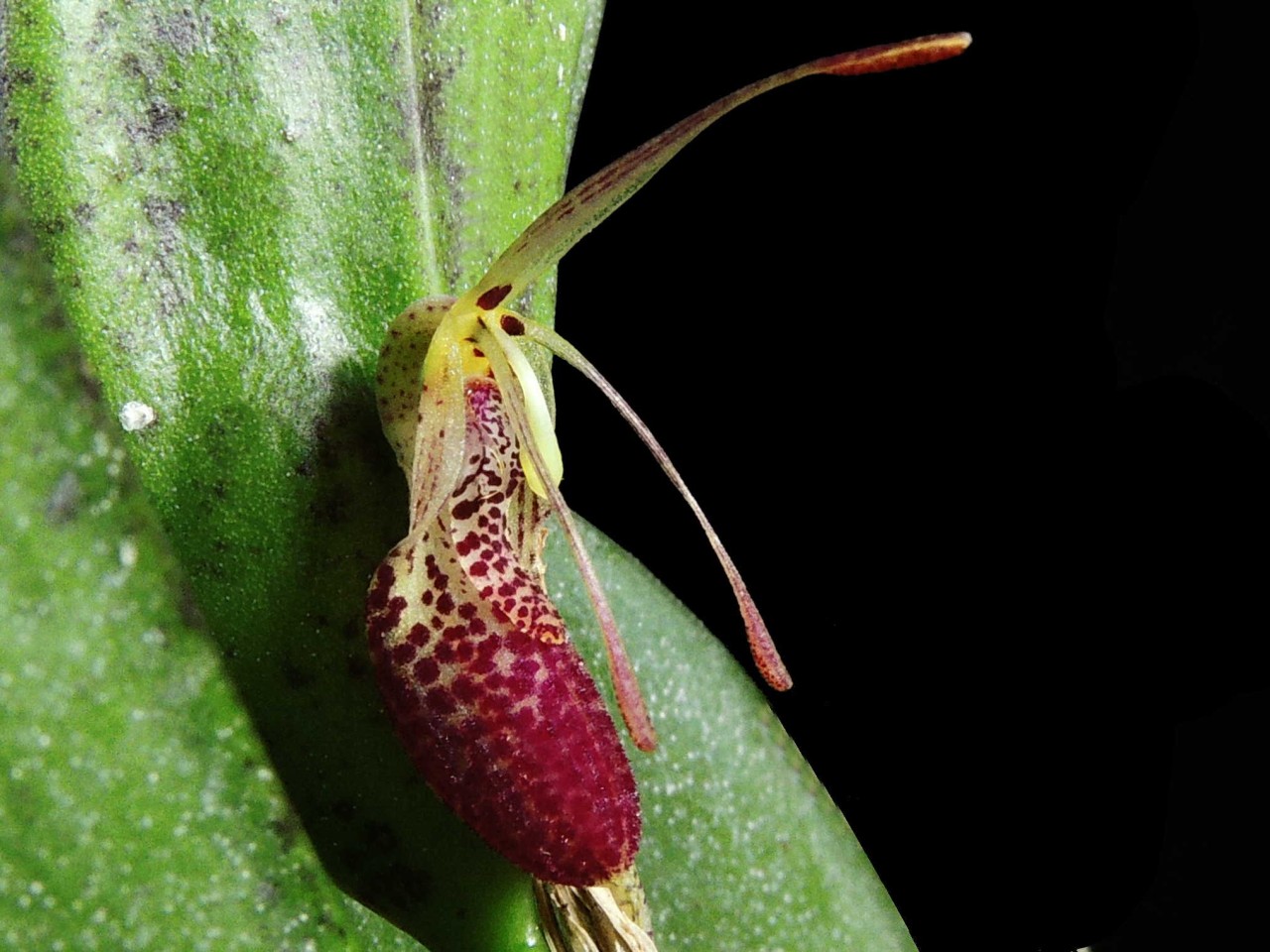 Restrepia muscifera