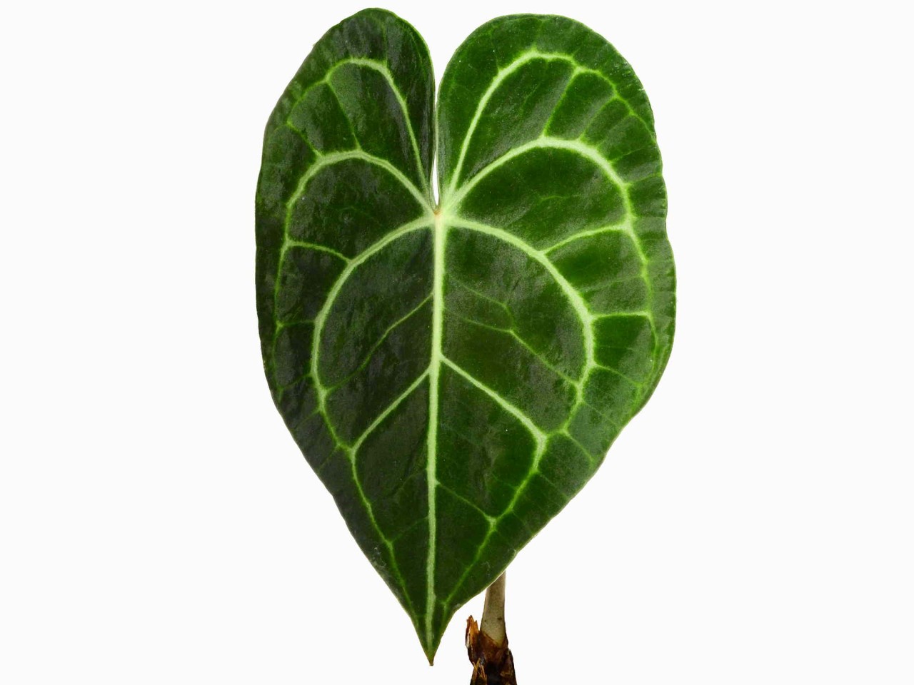 Anthurium clarinervium