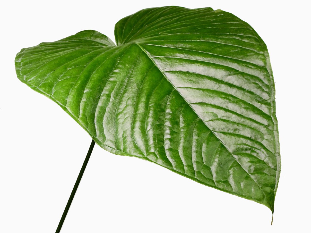 Anthurium cuspidatum (syn. urbanii)