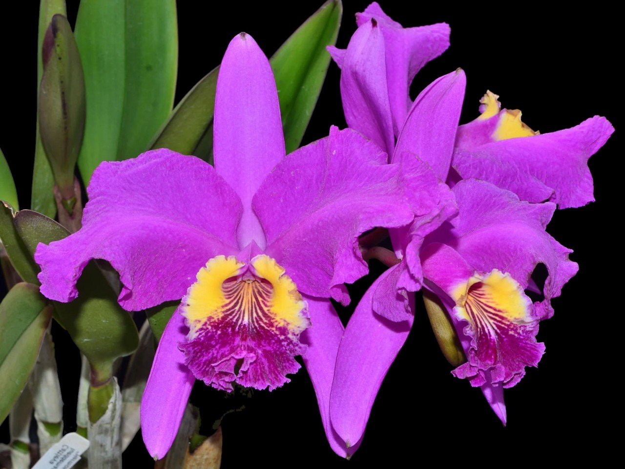 Cattleya lueddemanniana 'Cesar Fernandez' x 'Infierno'