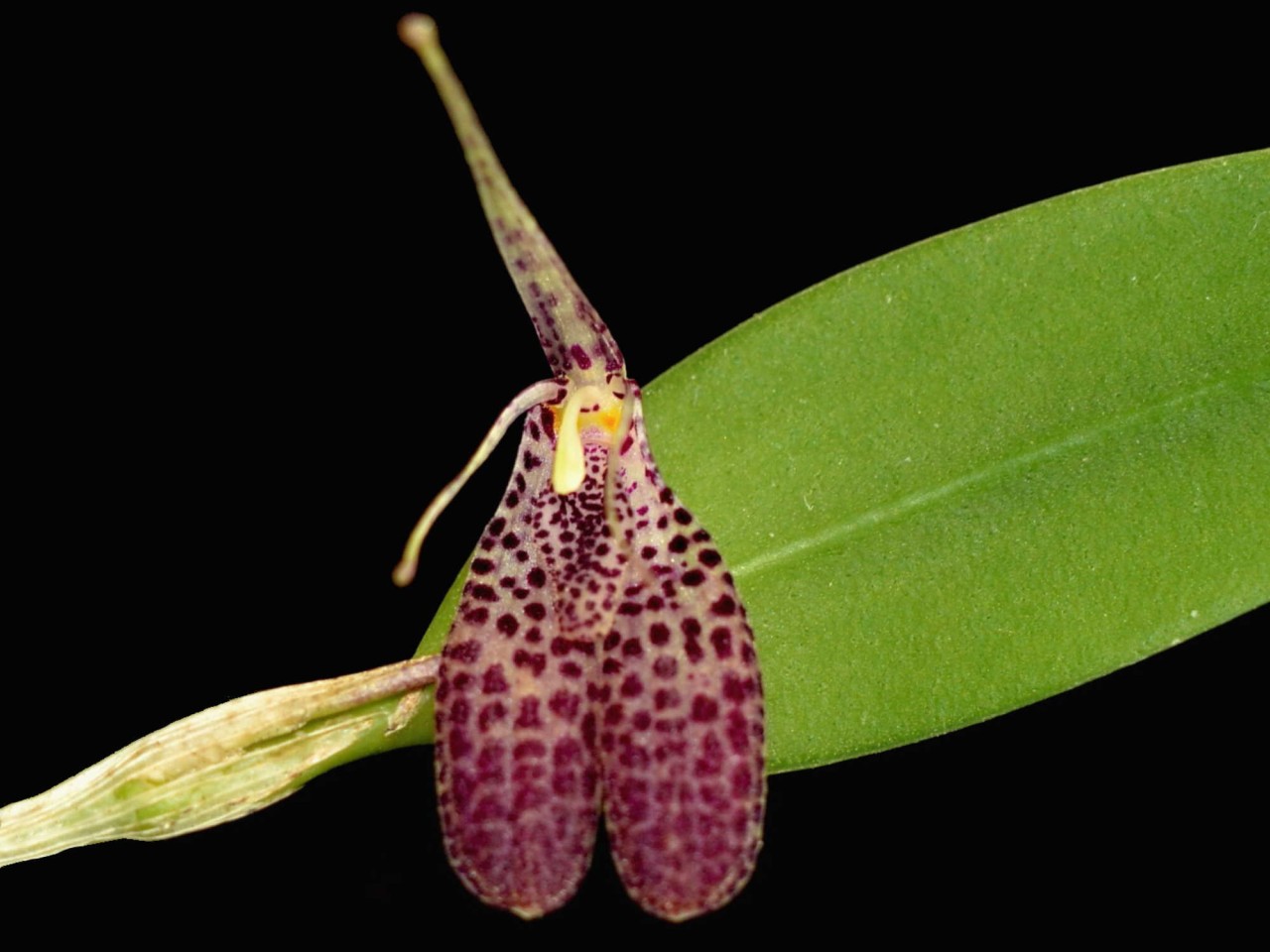 Restrepia echo