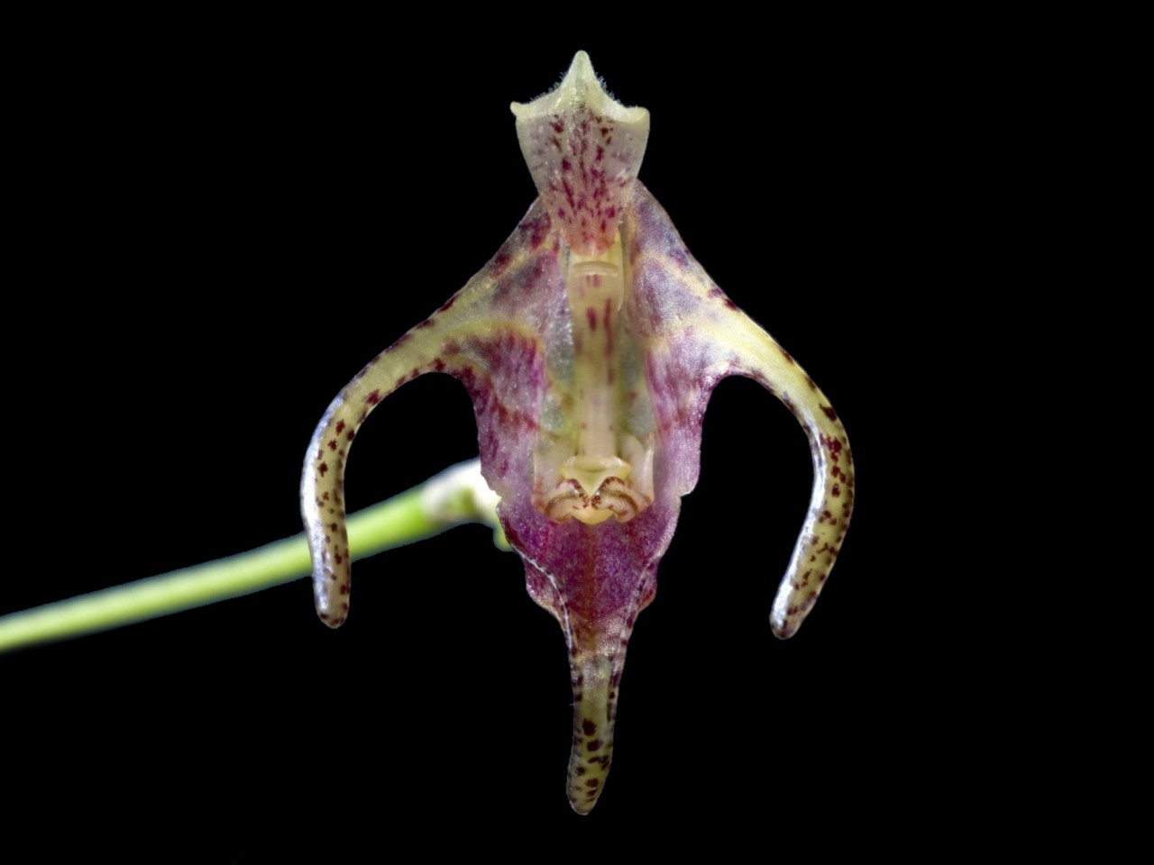 Porroglossum portillae