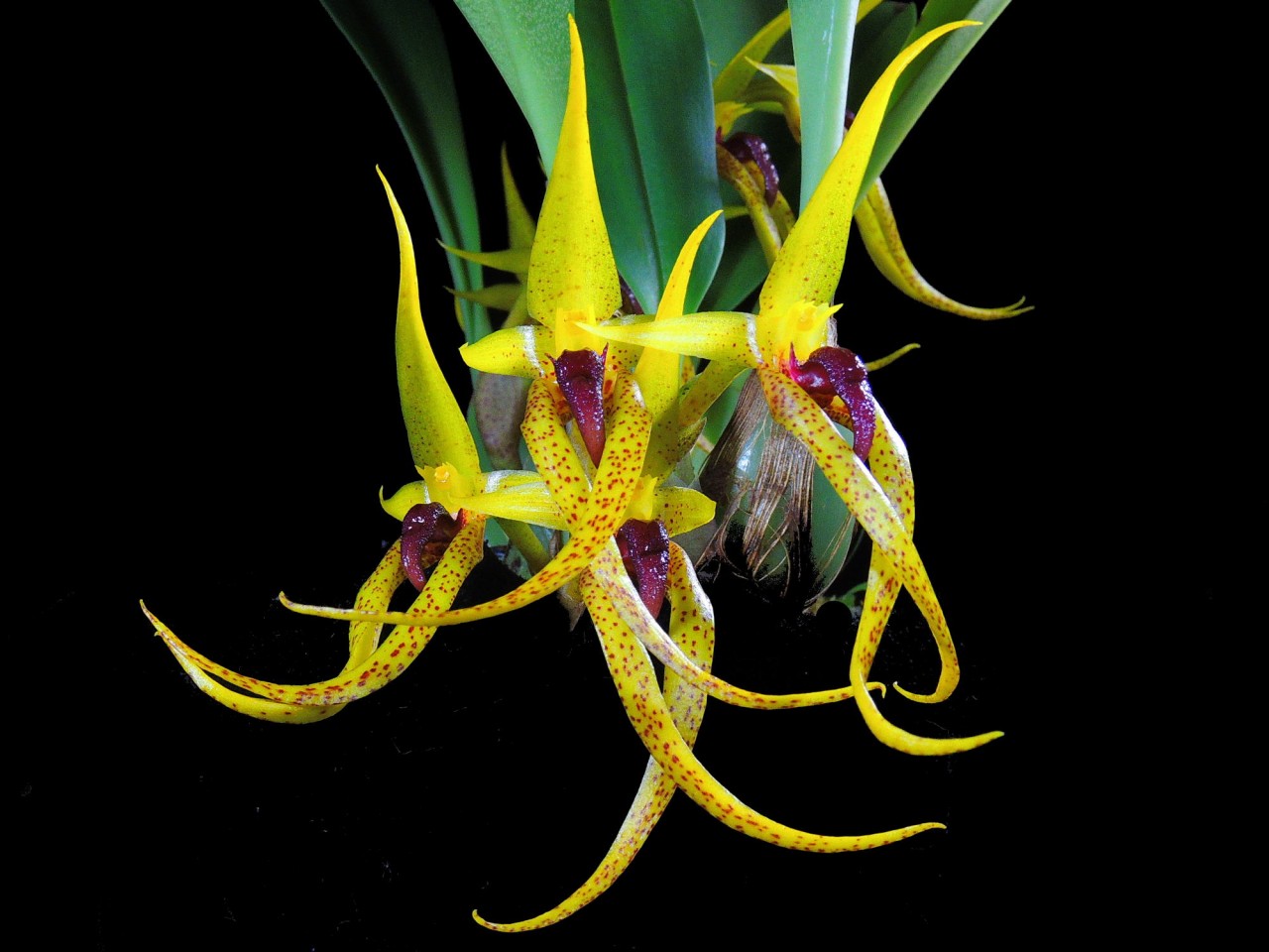 Bulbophyllum recurvilabre