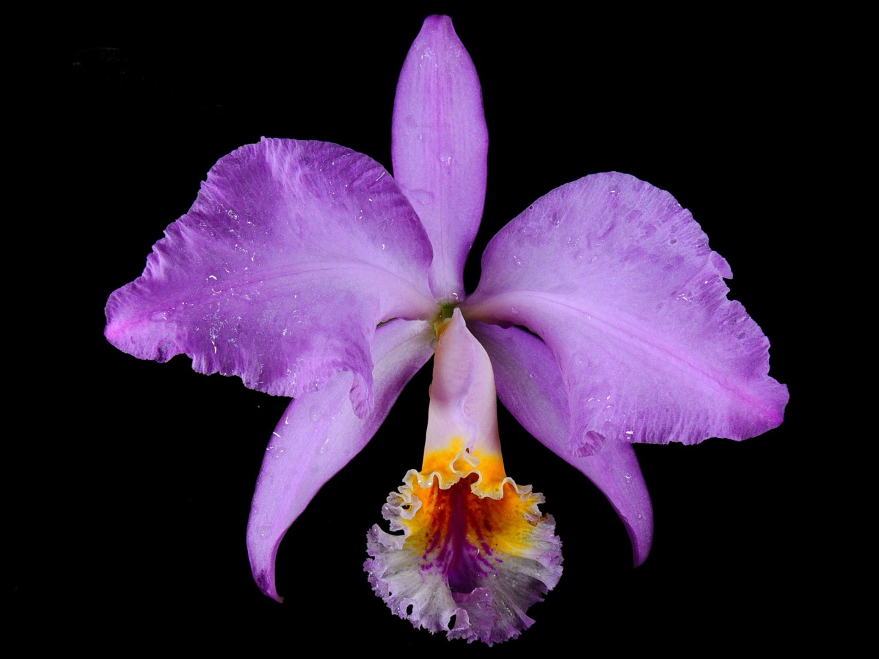 Cattleya mossiae