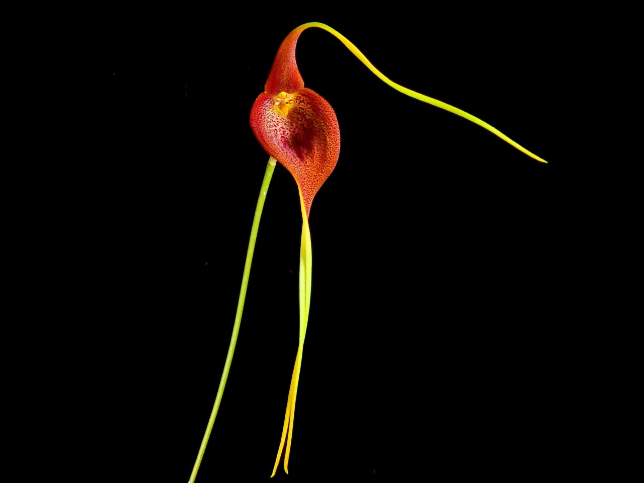 Masdevallia princeps