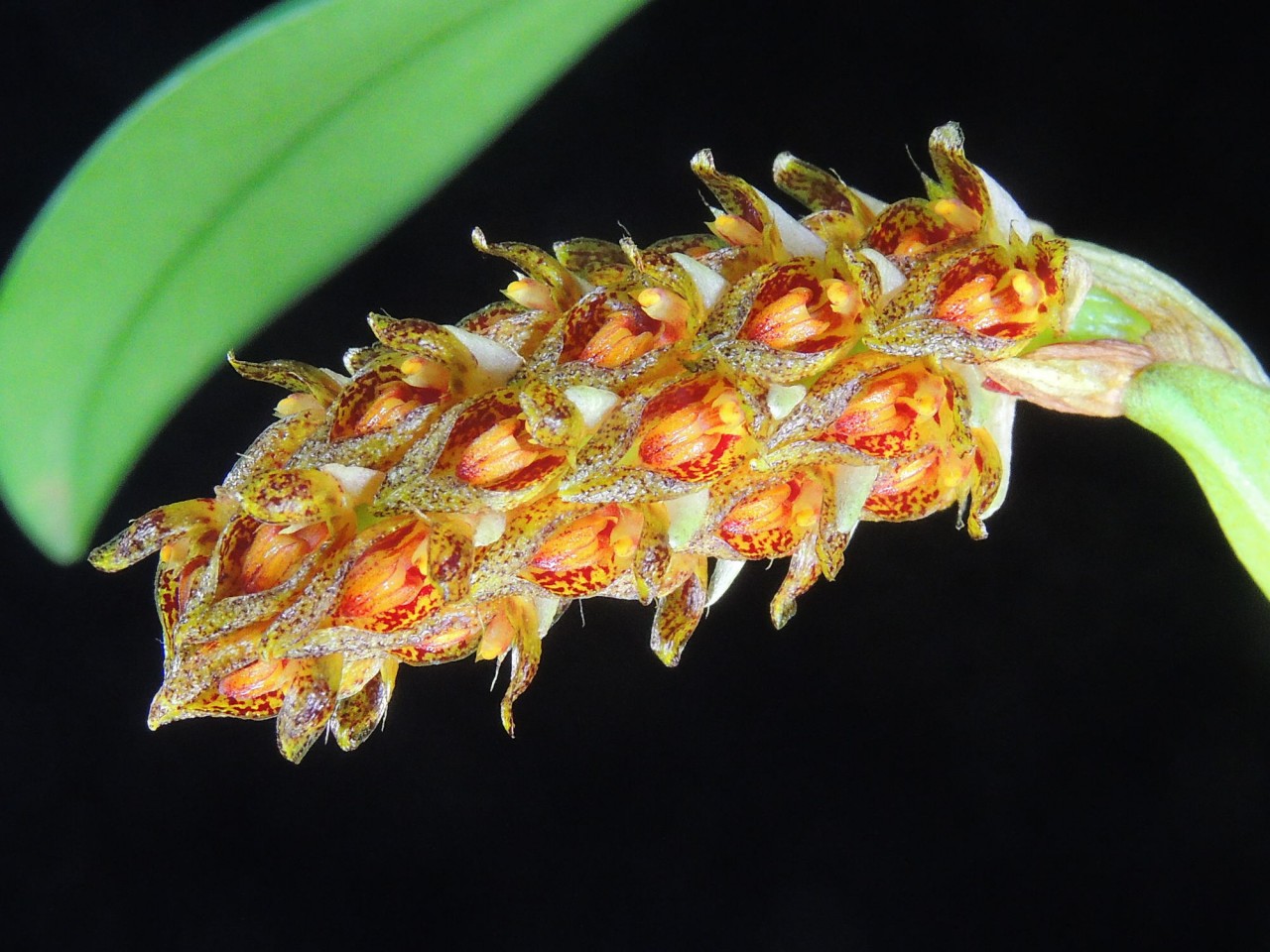 Bulbophyllum crassipes