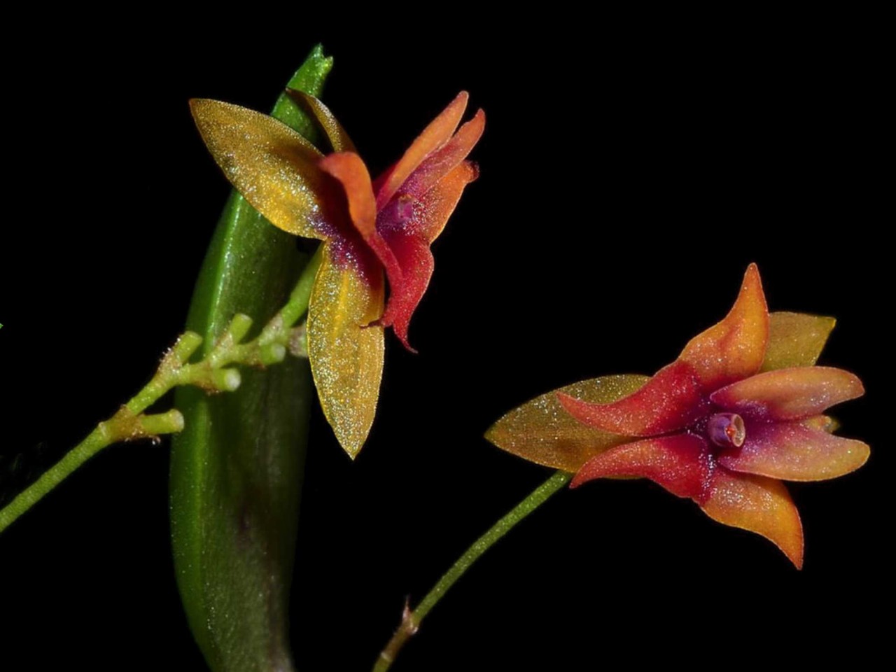 Lepanthes domingensis