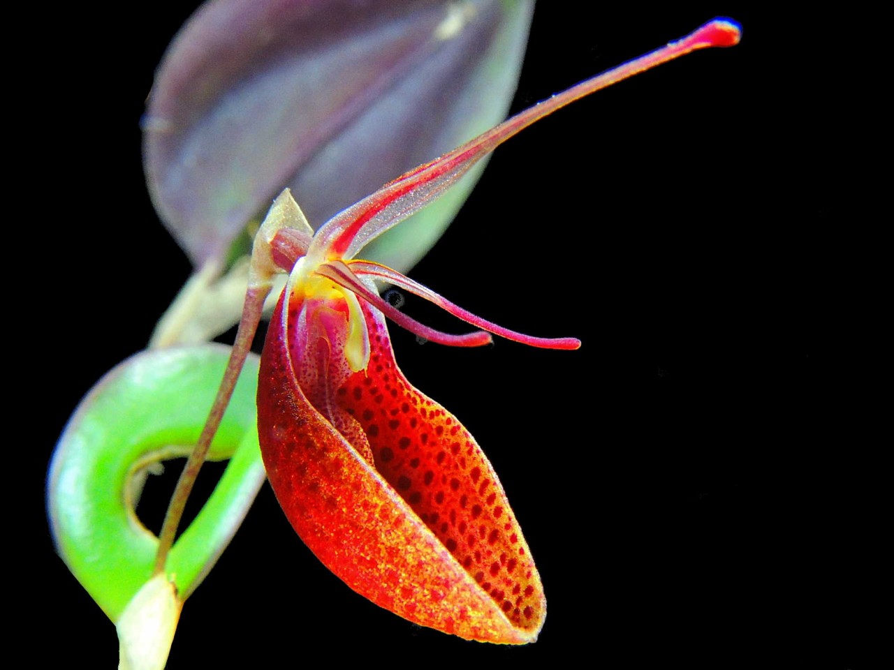 Restrepia cymbula