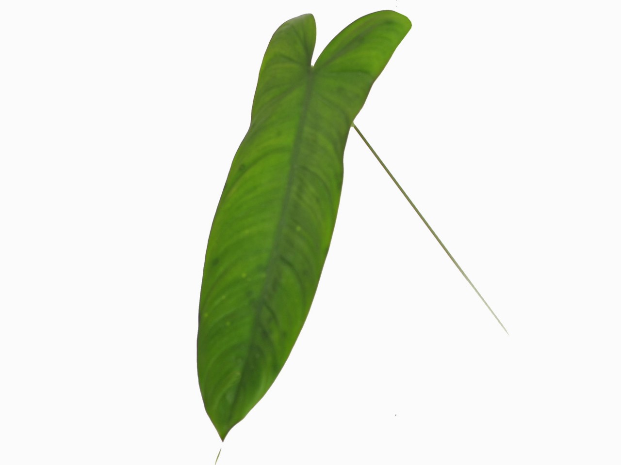 Philodendron sharoniae