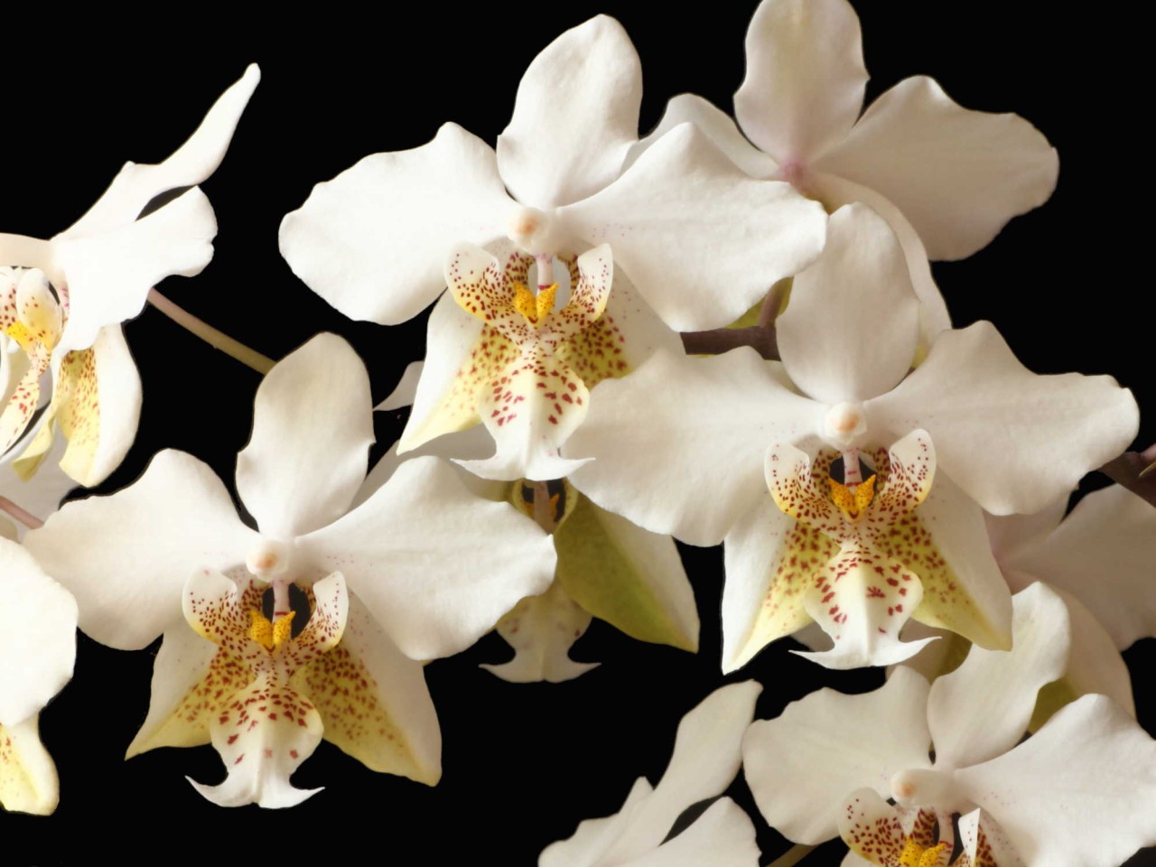 Phalaenopsis stuartiana