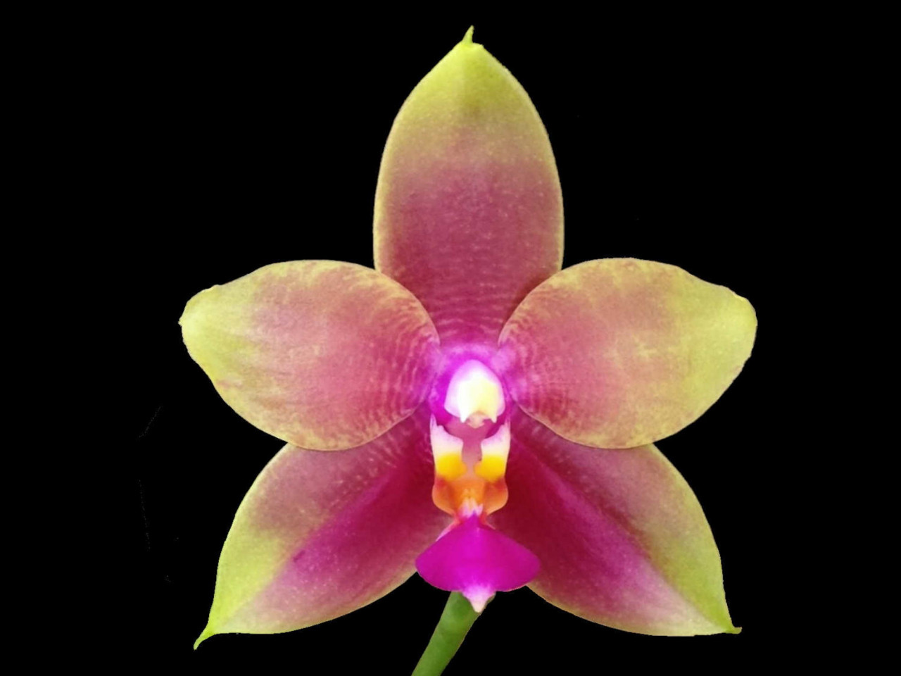 Phal. Joshua Irwin Ginsberg OP