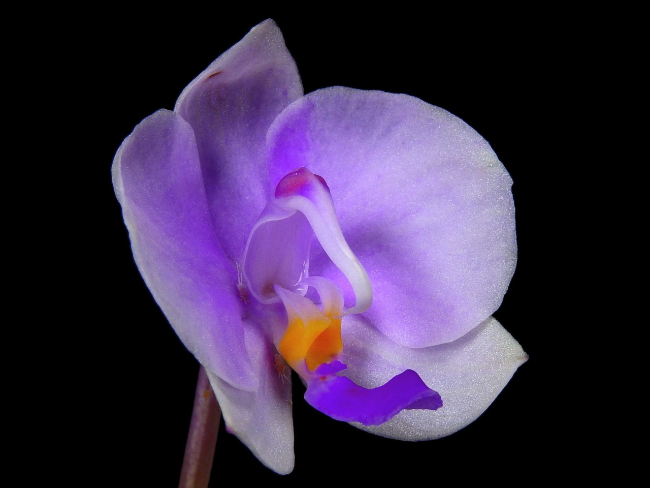 Phalaenopsis lowii OP