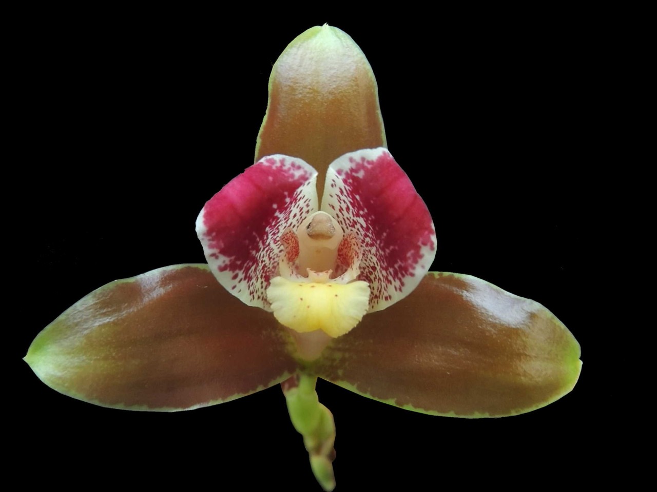 Lycaste xanthocheila