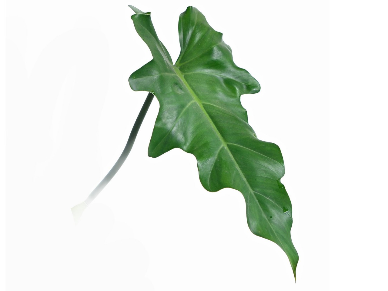 Philodendron lacerum