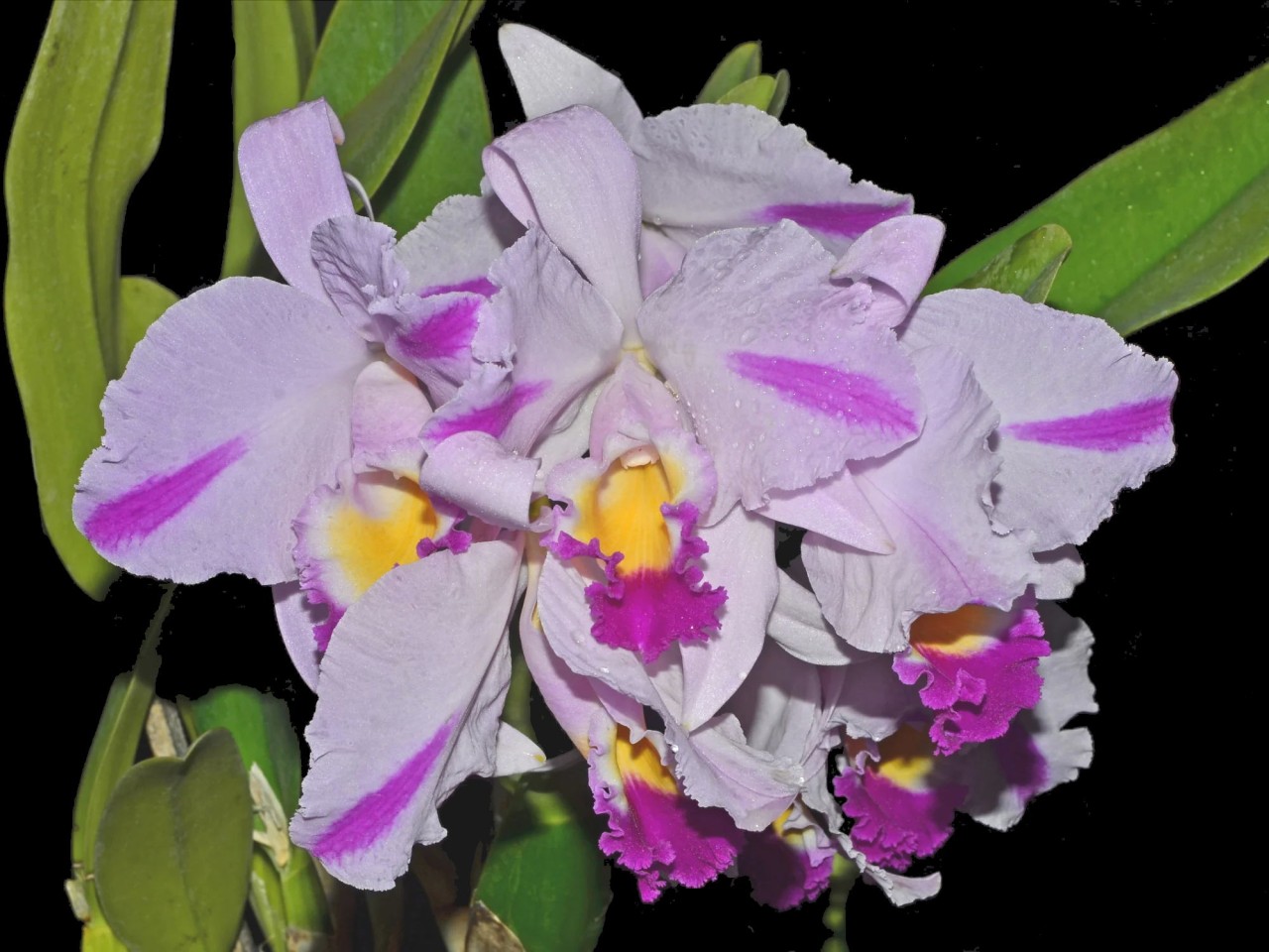 Cattleya trianae var. Backhousiana 'Cuencanita x Morlaquita Splash'