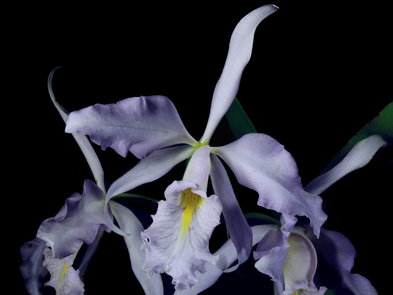 Cattleya maxima var. coerulea OP