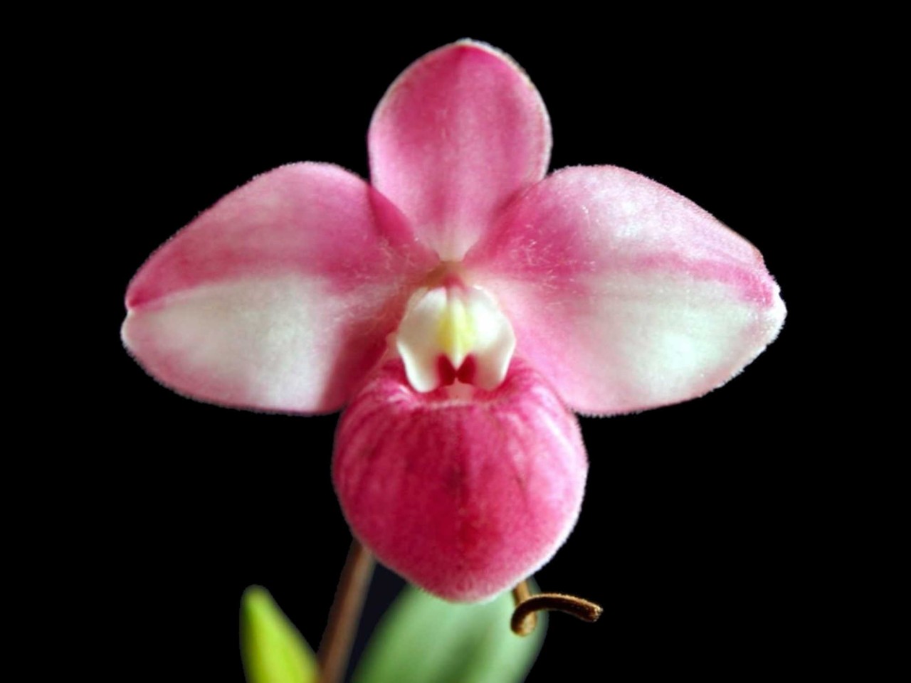 Phragmipedium fischeri