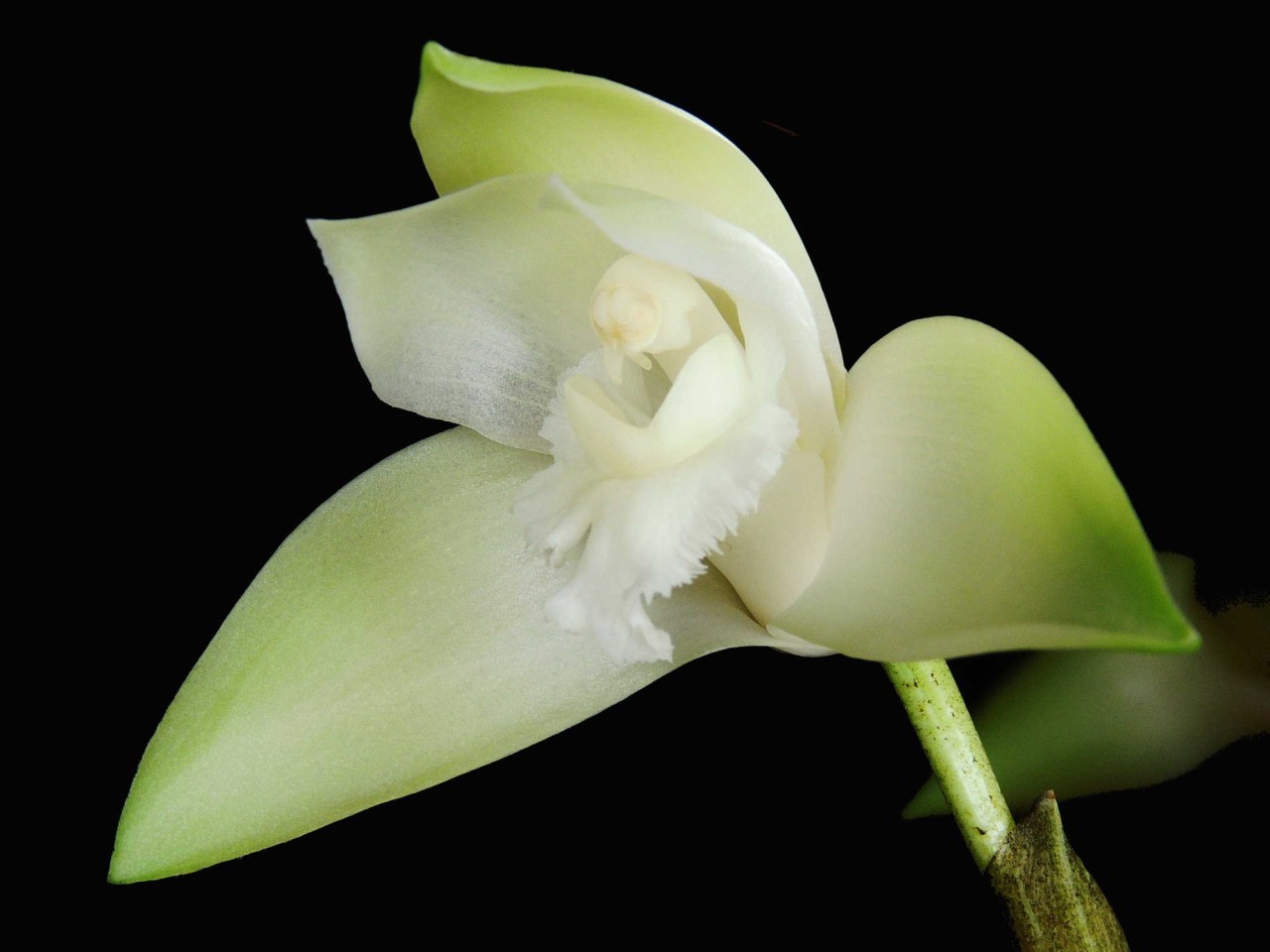 Lycaste linguella