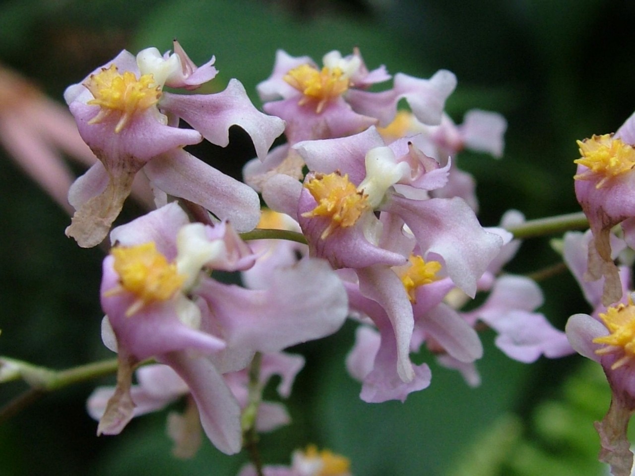 Oncidium ornithorhynchum